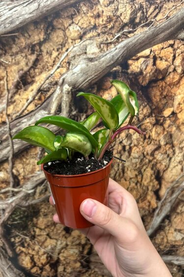 Magazoo Hoya Carnosa 'Krimson Princess' Plant 6cm