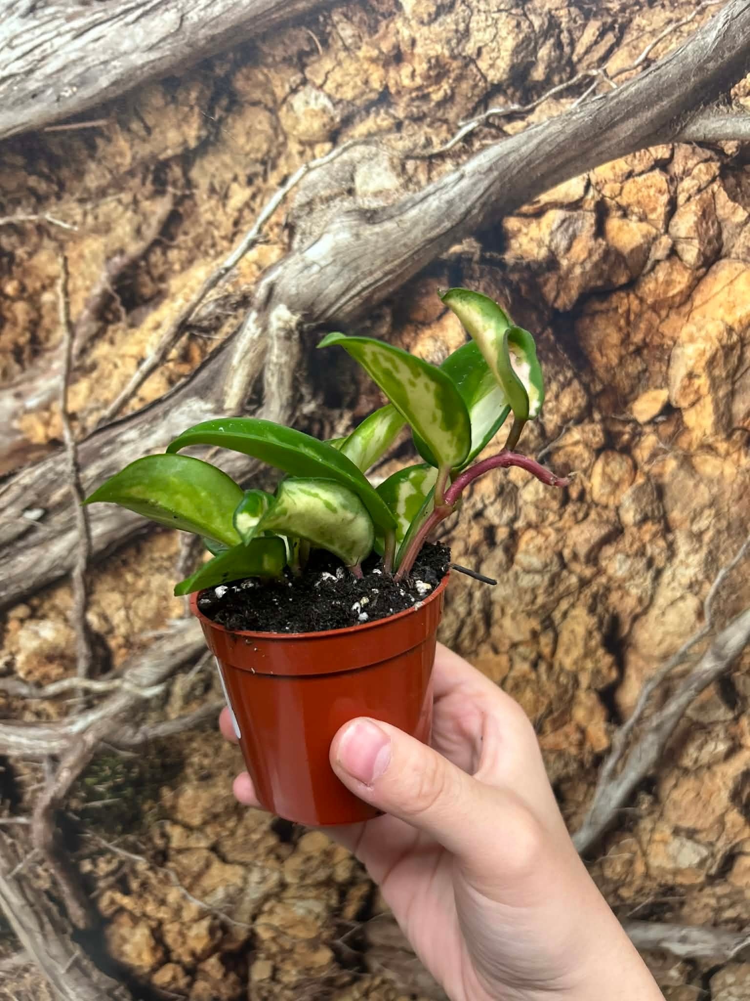 Magazoo Plante Hoya Carnosa 'Krimson Princess'  6cm