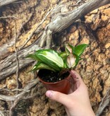 Magazoo Plante Hoya Carnosa 'Krimson Princess'  6cm