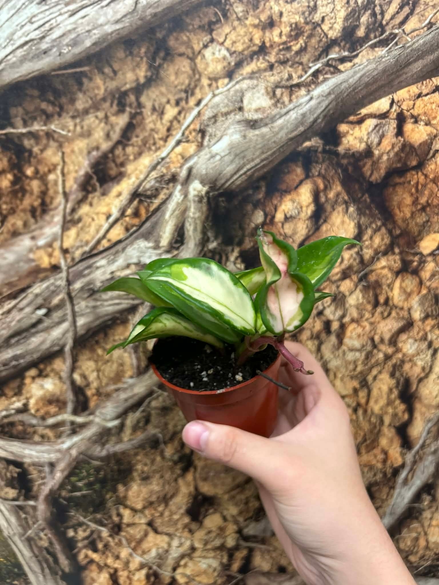 Magazoo Plante Hoya Carnosa 'Krimson Princess'  6cm