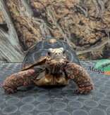 Magazoo Tortue charbonnière à patte rouge Mâle 6 ans / Adoption 2ième chance