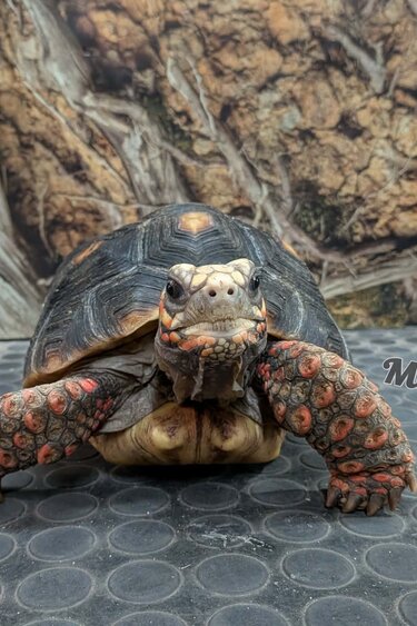 Magazoo Male Red-footed Tortoise 6 years old / 2nd Chance / Adoption