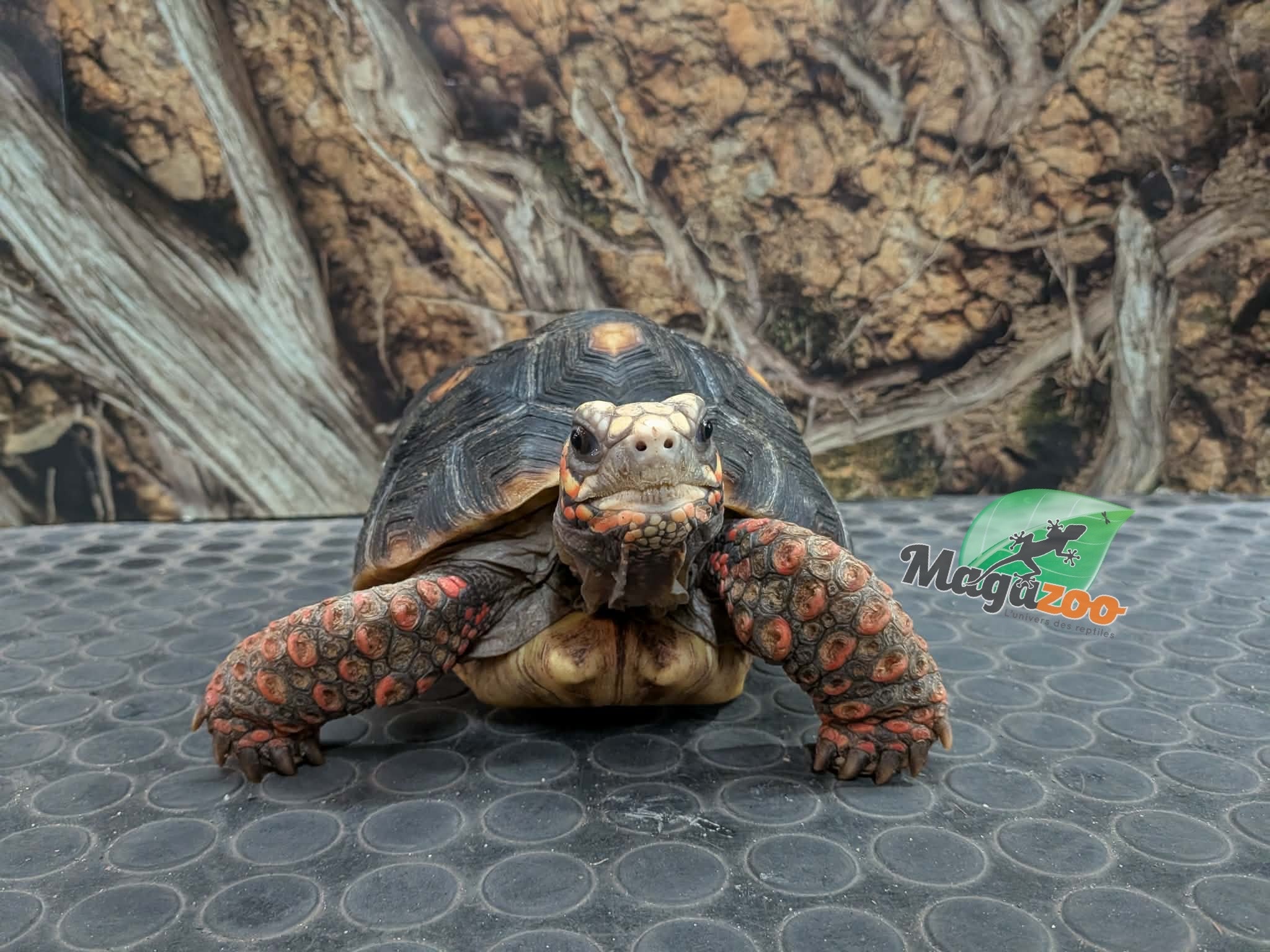 Magazoo Male Red-footed Tortoise 6 years old / 2nd Chance / Adoption