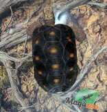 Magazoo Tortue charbonnière à patte rouge Mâle 6 ans / Adoption 2ième chance