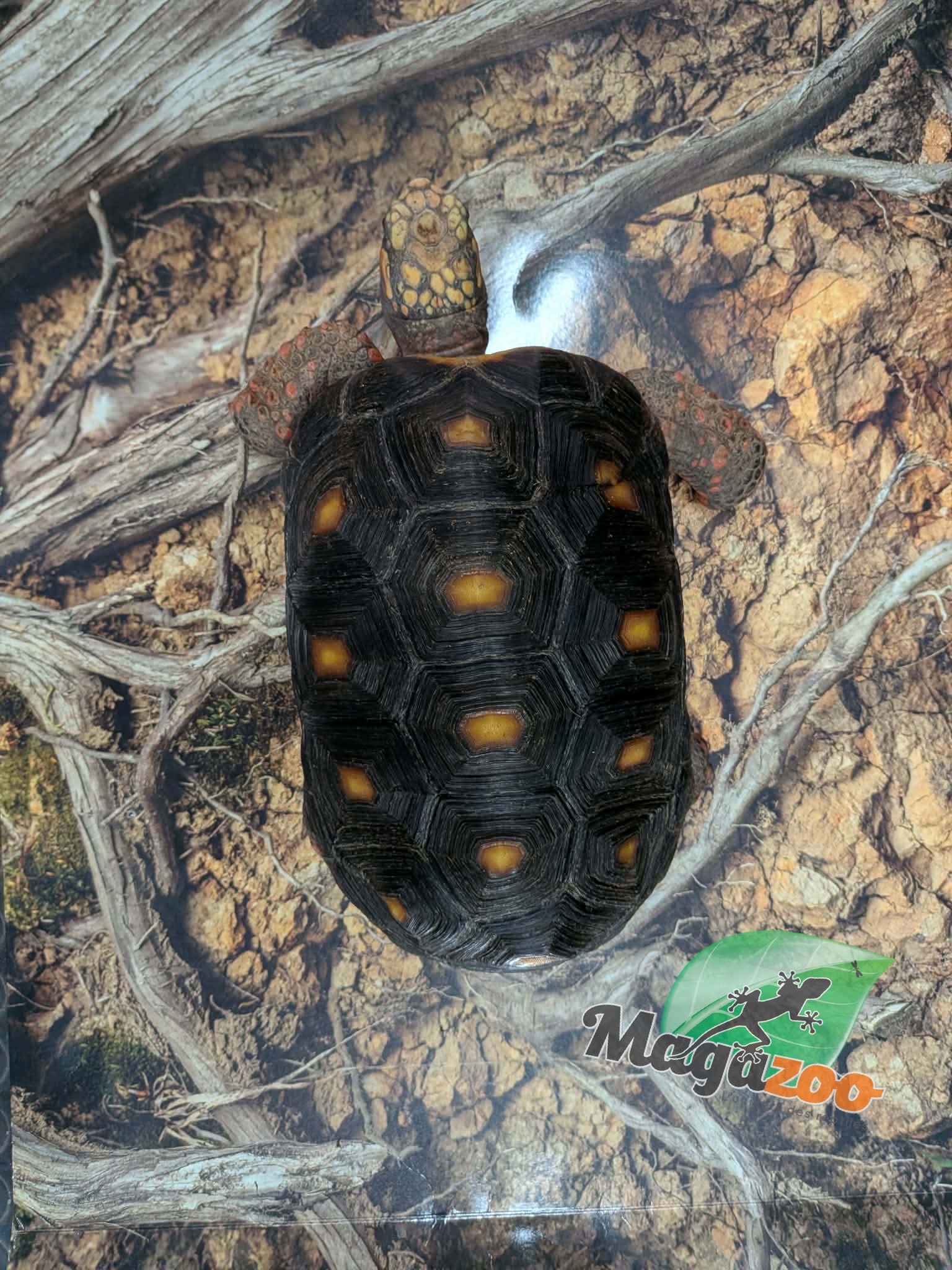 Magazoo Tortue charbonnière à patte rouge Mâle 6 ans / Adoption 2ième chance