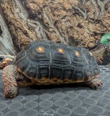 Magazoo Tortue charbonnière à patte rouge Mâle 6 ans / Adoption 2ième chance
