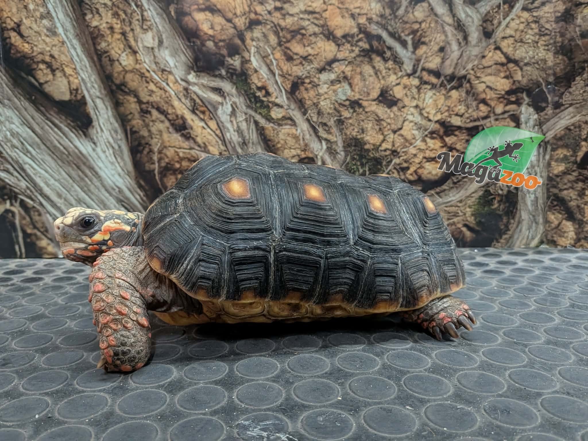Magazoo Male Red-footed Tortoise 6 years old / 2nd Chance / Adoption