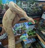 Magazoo Boa constricteur Sunglow Femelle 6 ans / Adoption 2ième chance