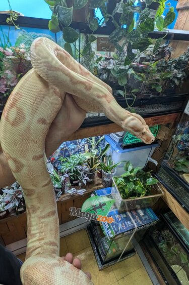Magazoo Boa constricteur Sunglow Femelle 6 ans / Adoption 2ième chance