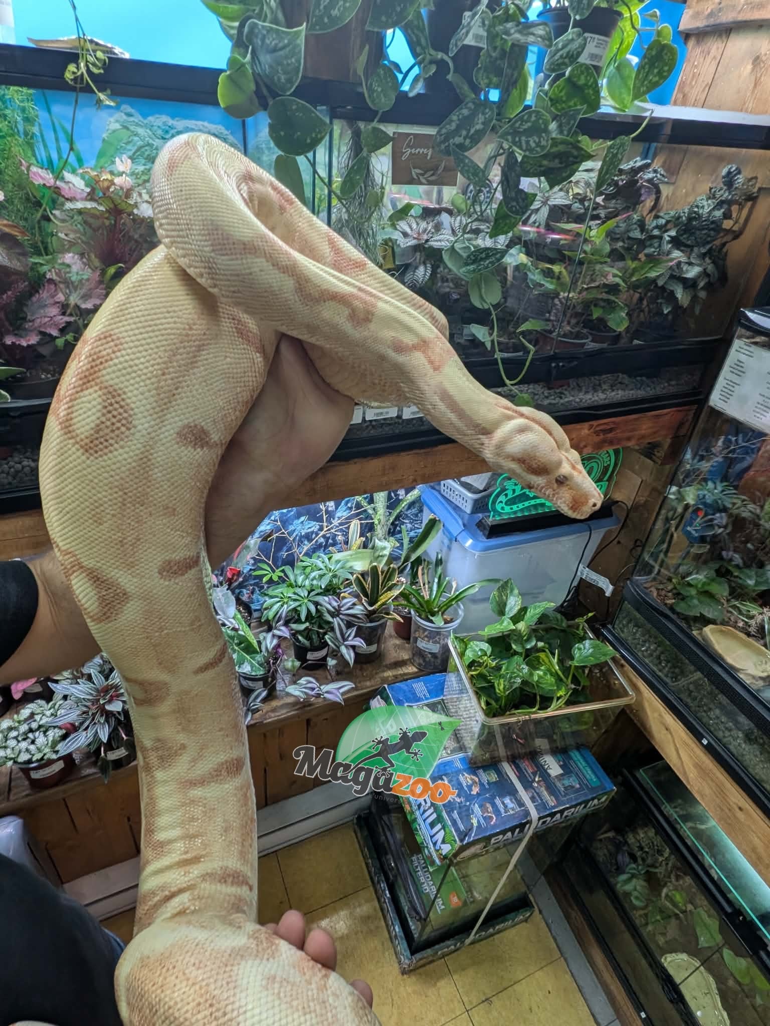 Magazoo Boa constricteur Sunglow Femelle 6 ans / Adoption 2ième chance
