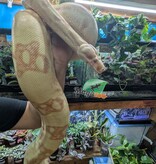 Magazoo Boa constricteur Sunglow Femelle 6 ans / Adoption 2ième chance