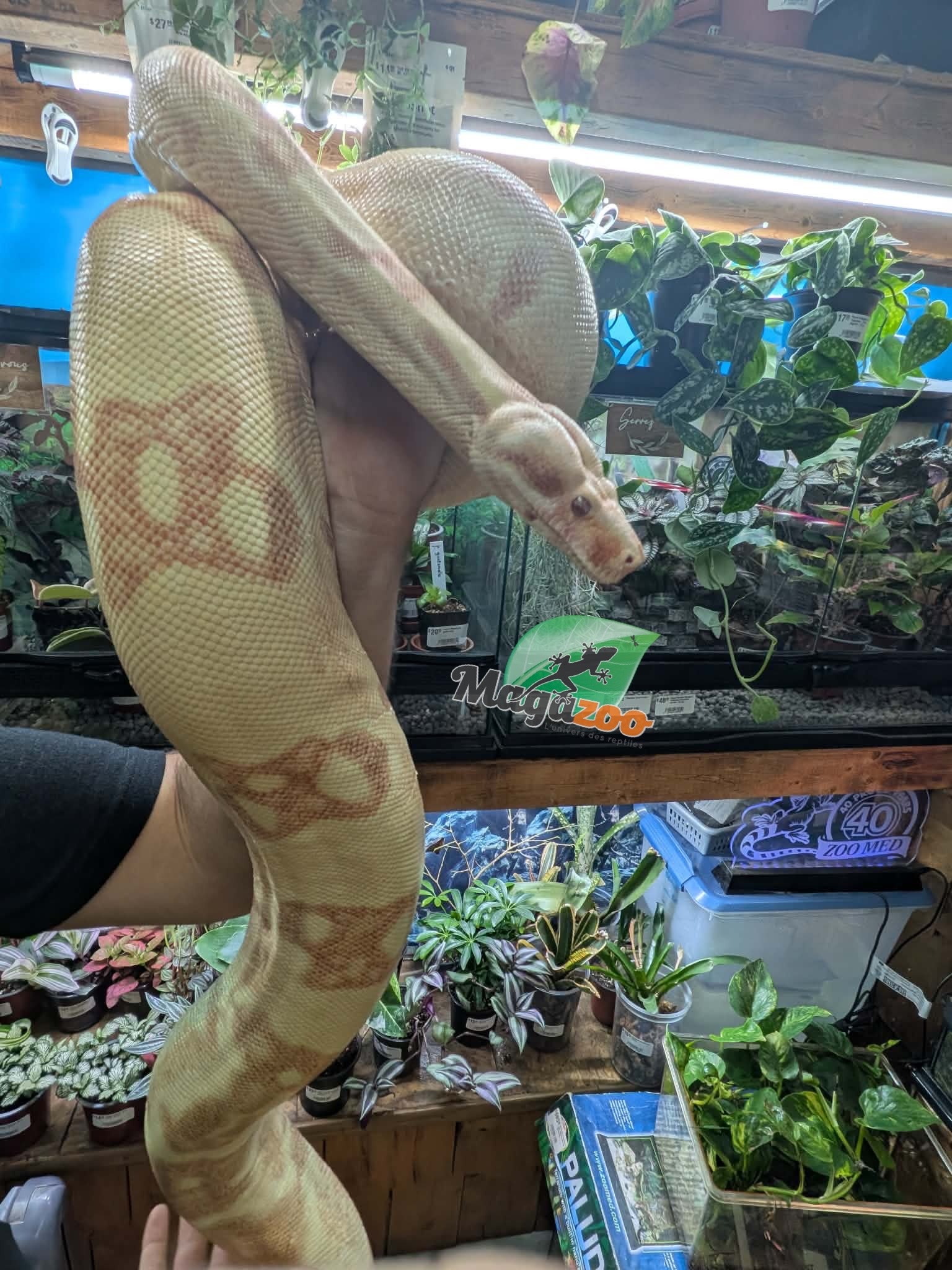 Magazoo Boa constricteur Sunglow Femelle 6 ans / Adoption 2ième chance