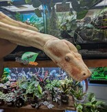 Magazoo Boa constricteur Sunglow Femelle 6 ans / Adoption 2ième chance