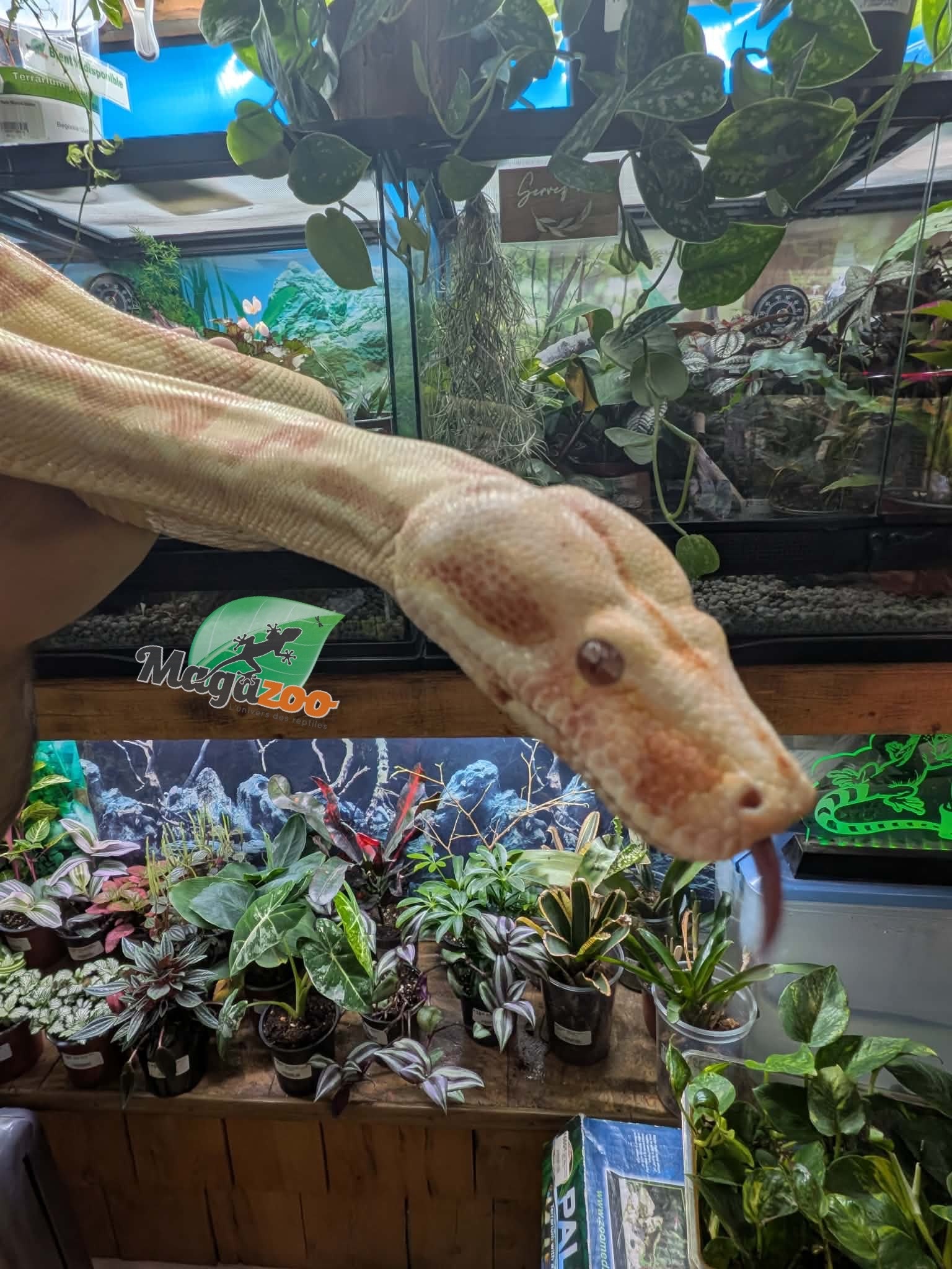 Magazoo Boa constricteur Sunglow Femelle 6 ans / Adoption 2ième chance