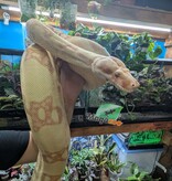 Magazoo Boa constricteur Sunglow Femelle 6 ans / Adoption 2ième chance