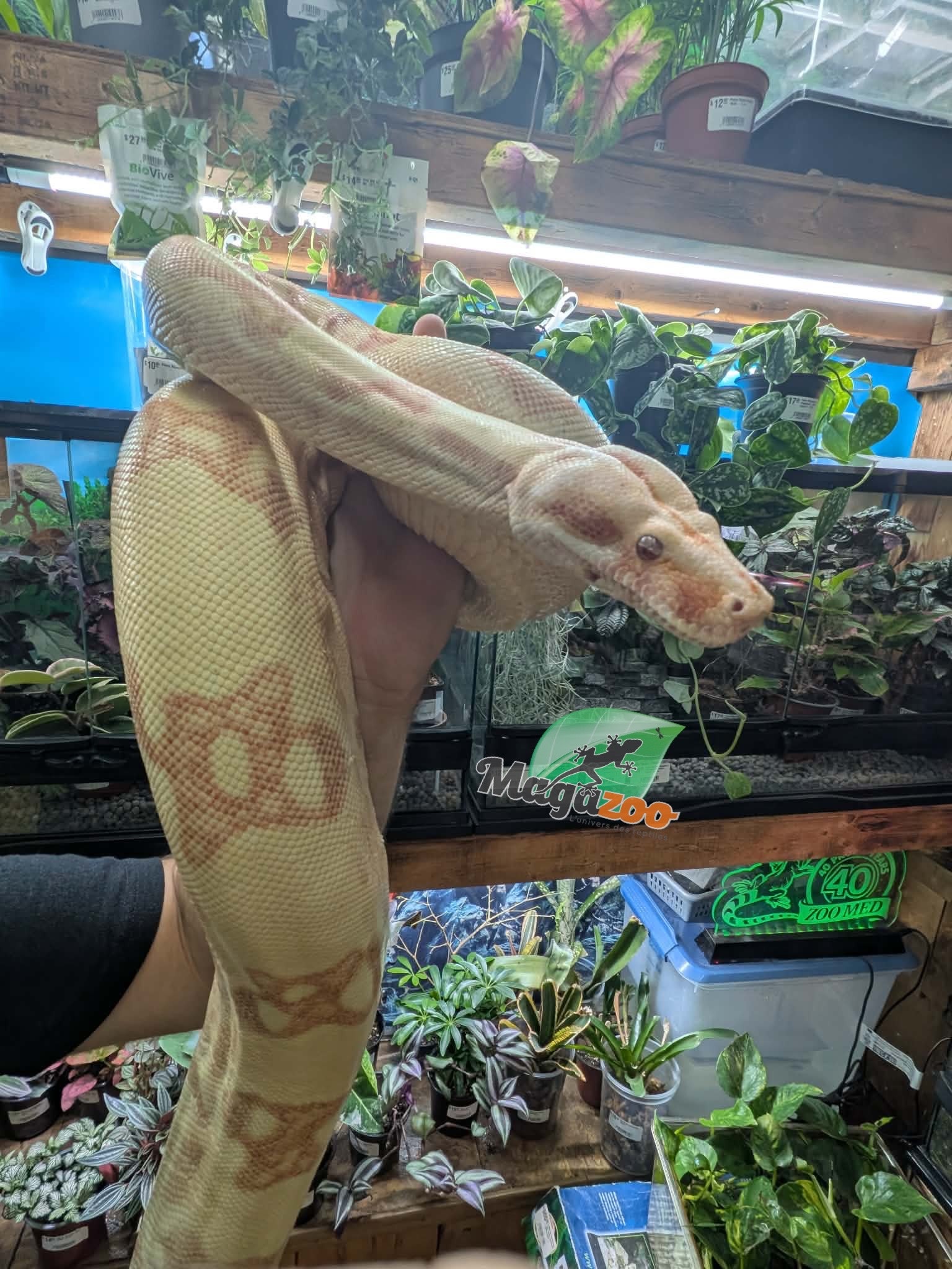 Magazoo Boa constricteur Sunglow Femelle 6 ans / Adoption 2ième chance