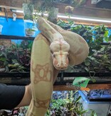 Magazoo Boa constricteur Sunglow Femelle 6 ans / Adoption 2ième chance
