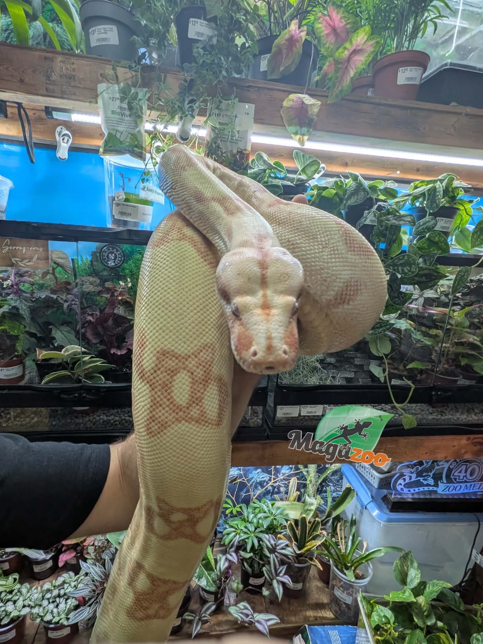 Magazoo Boa constricteur Sunglow Femelle 6 ans / Adoption 2ième chance
