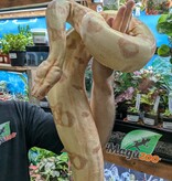 Magazoo Boa constricteur Sunglow Femelle 6 ans / Adoption 2ième chance
