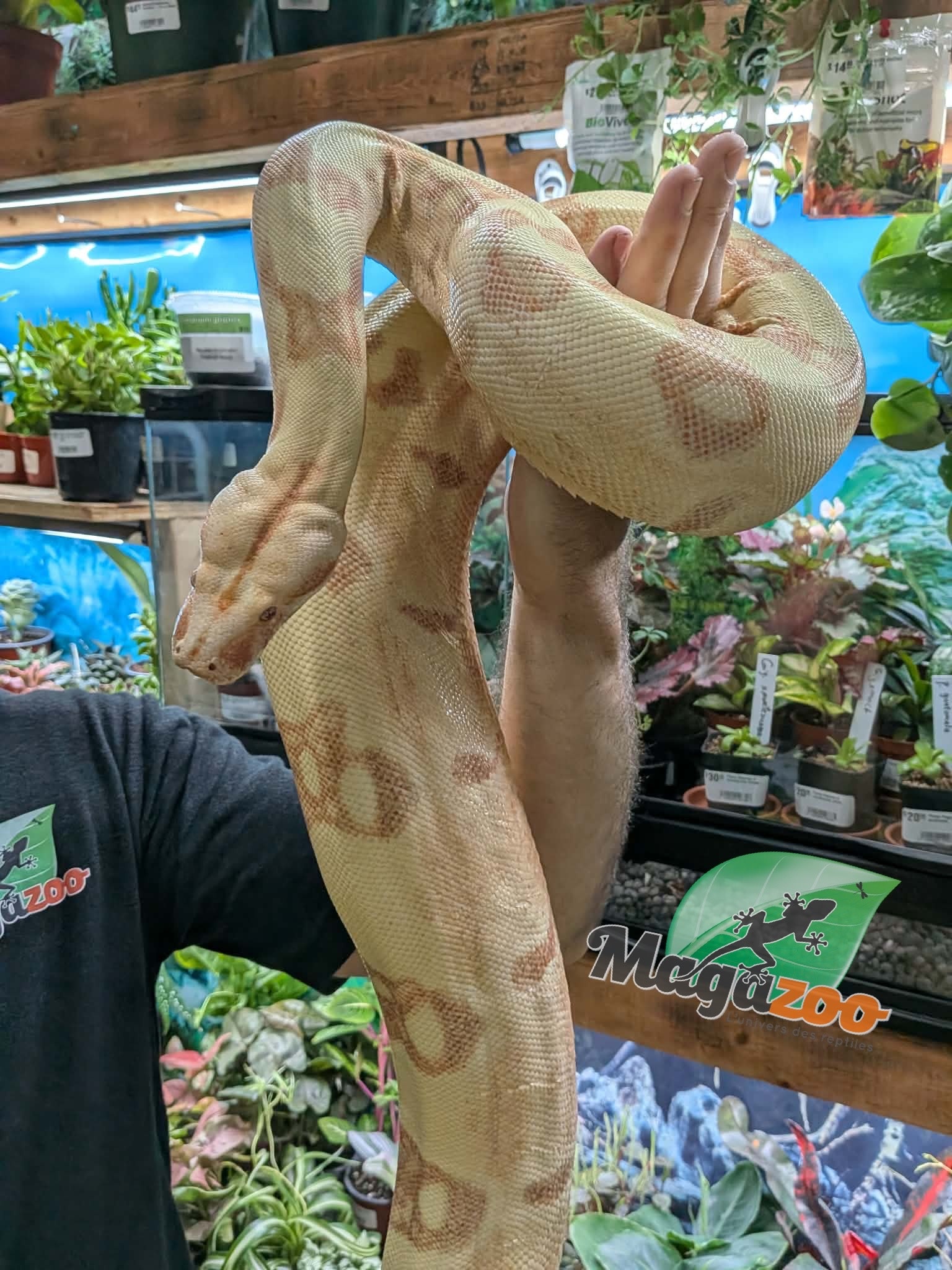 Magazoo Boa constricteur Sunglow Femelle 6 ans / Adoption 2ième chance