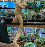 Magazoo Female Sunglow Boa constrictor 6 years old / 2nd chance - Adoption