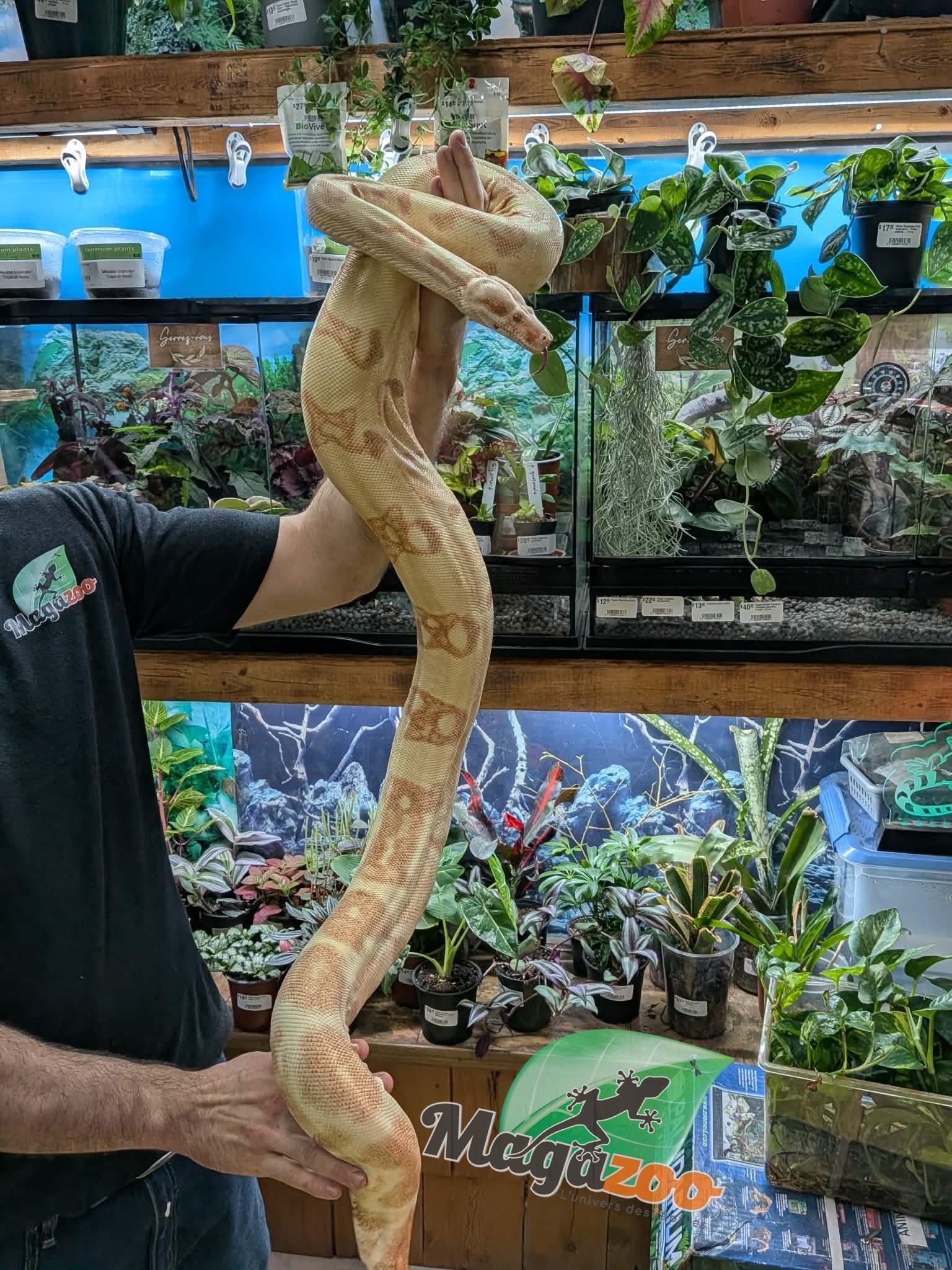 Magazoo Boa constricteur Sunglow Femelle 6 ans / Adoption 2ième chance