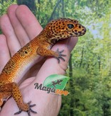 Magazoo Gecko léopard Tangerine blood Mâle (Queue repoussée) / Adoption - 2ième chance