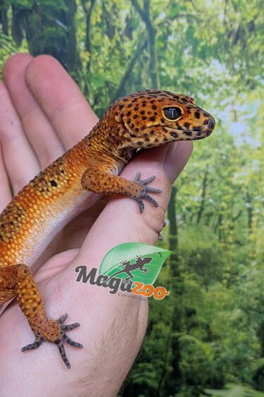 Magazoo Gecko léopard Tangerine blood Mâle (Queue repoussée) / Adoption - 2ième chance