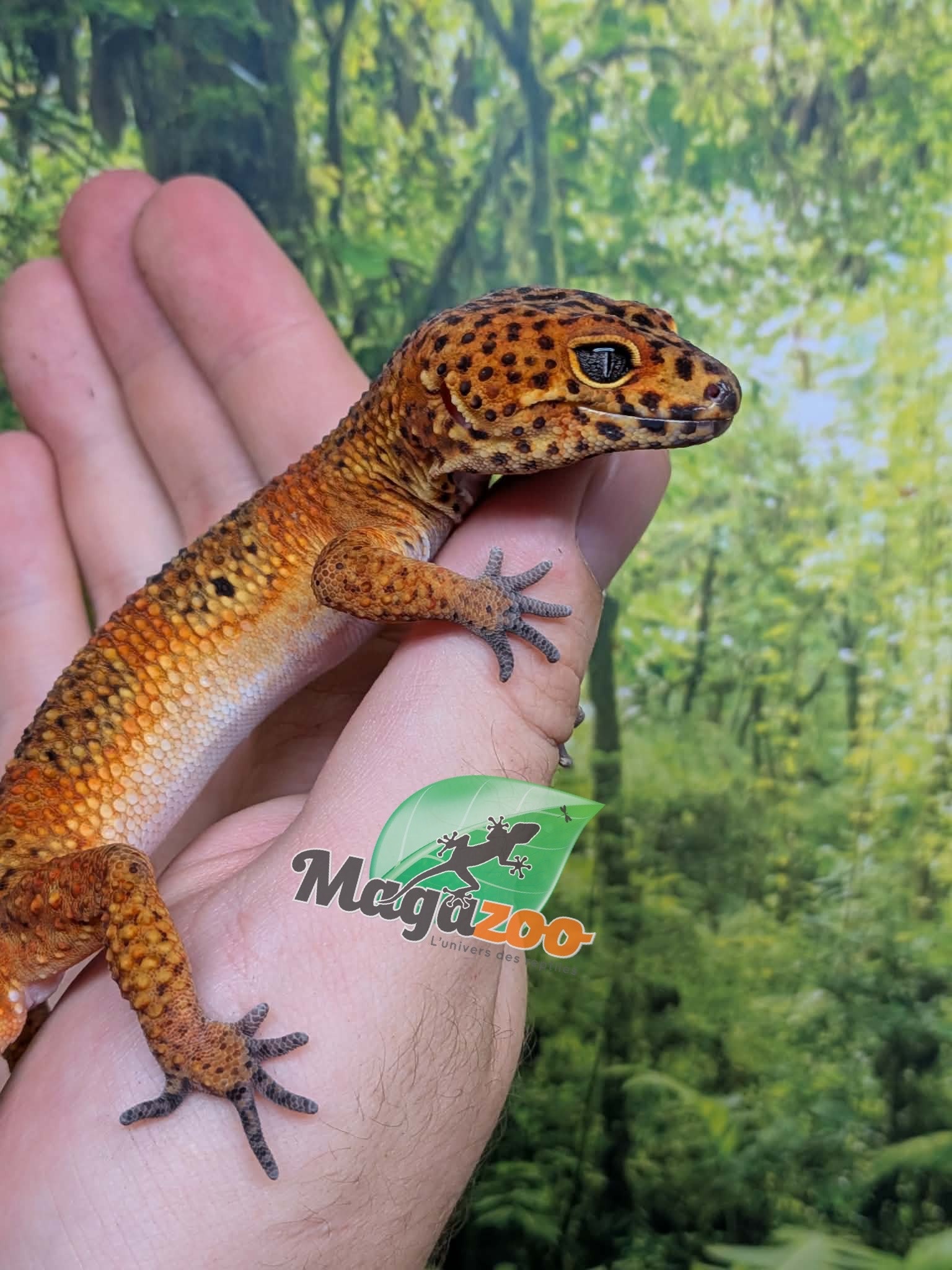 Magazoo Male Tangerine Blood Leopard gecko (Tail regrown) / 2nd chance - Adoption