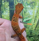 Magazoo Gecko léopard Tangerine blood Mâle (Queue repoussée) / Adoption - 2ième chance