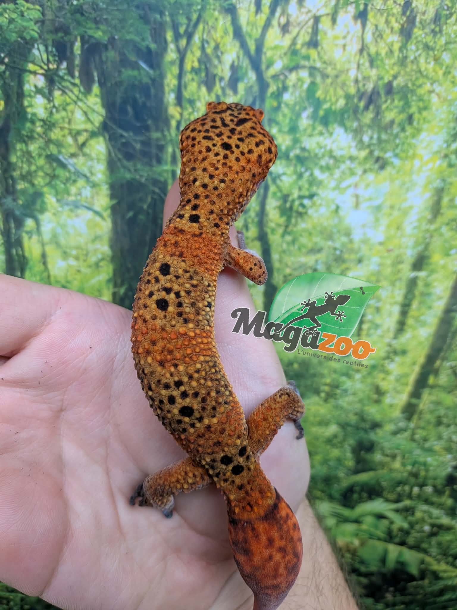 Magazoo Male Tangerine Blood Leopard gecko (Tail regrown) / 2nd chance - Adoption