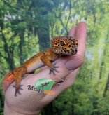 Magazoo Male Tangerine Blood Leopard gecko (Tail regrown) / 2nd chance - Adoption