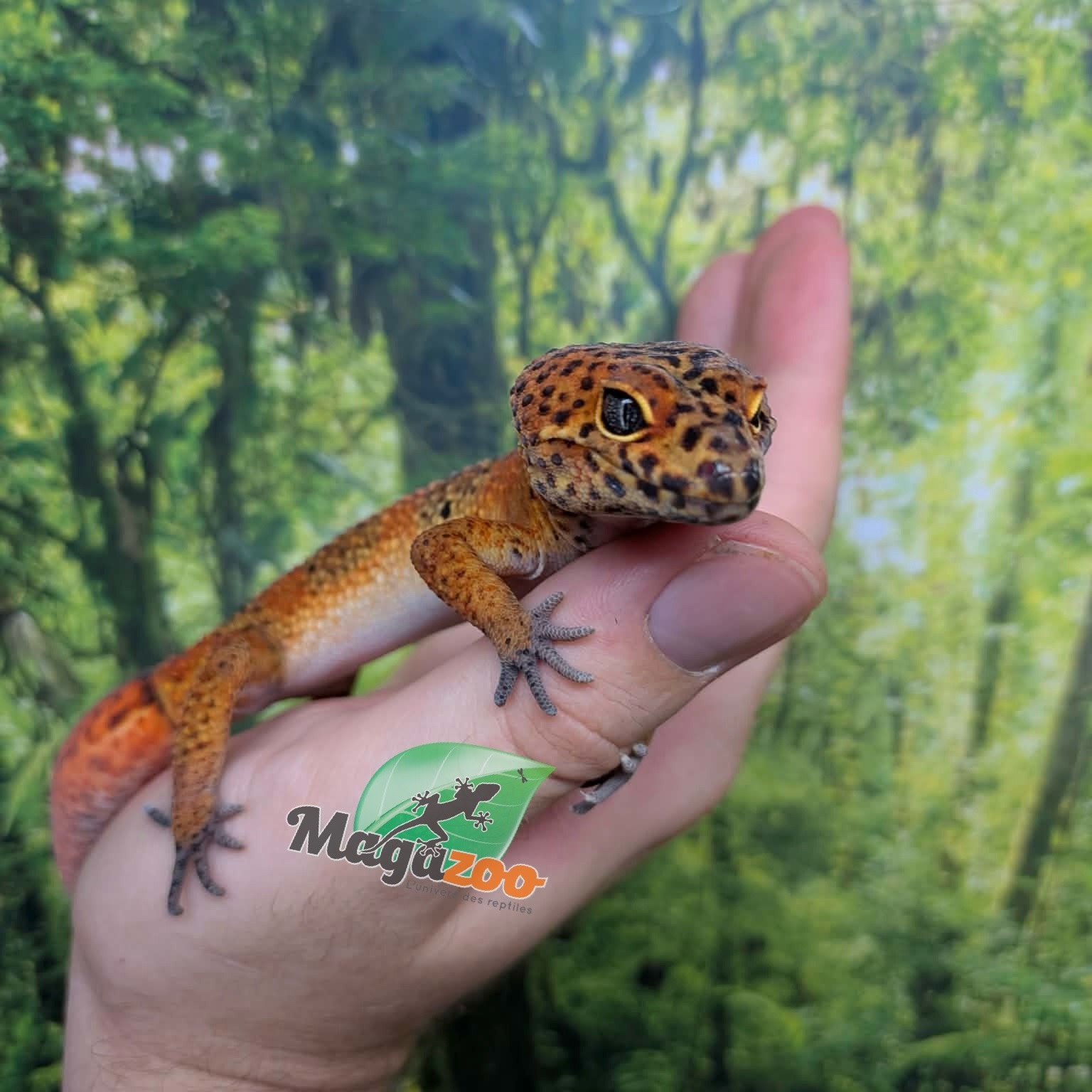Magazoo Male Tangerine Blood Leopard gecko (Tail regrown) / 2nd chance - Adoption