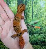 Magazoo Gecko léopard Tangerine blood Mâle (Queue repoussée) / Adoption - 2ième chance