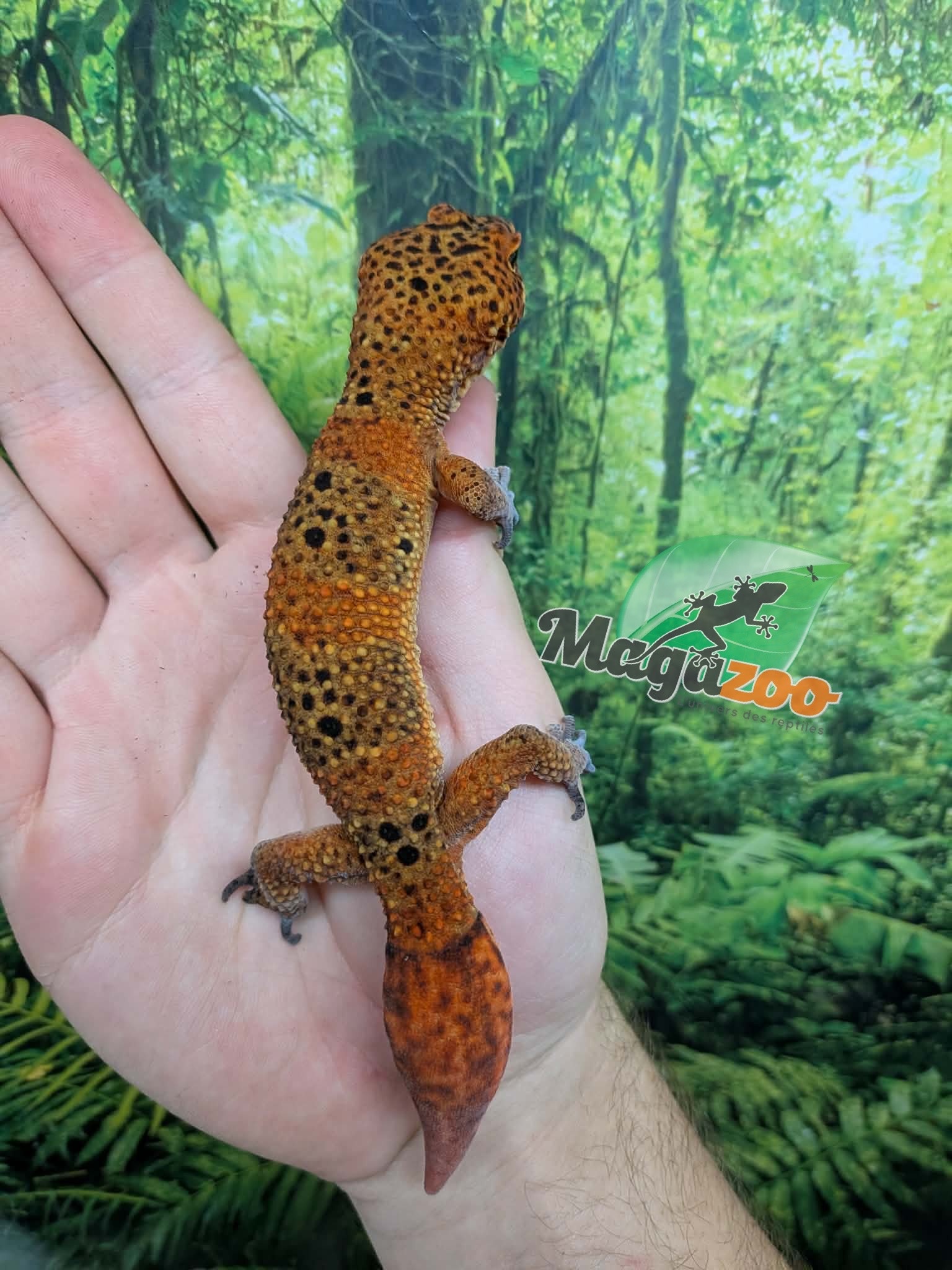 Magazoo Gecko léopard Tangerine blood Mâle (Queue repoussée) / Adoption - 2ième chance