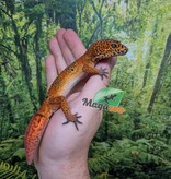 Magazoo Gecko léopard Tangerine blood Mâle (Queue repoussée) / Adoption - 2ième chance