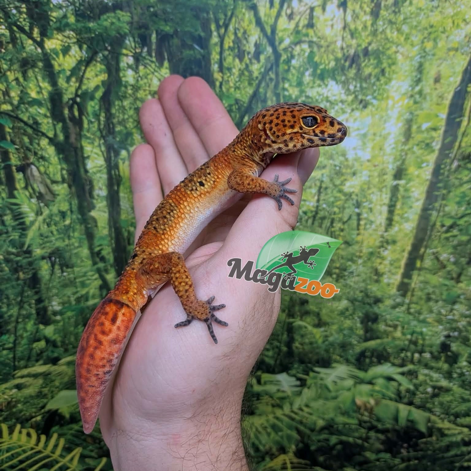 Magazoo Gecko léopard Tangerine blood Mâle (Queue repoussée) / Adoption - 2ième chance