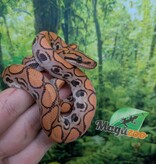 Magazoo Boa arc-en-ciel Brésilien Hypo bébé