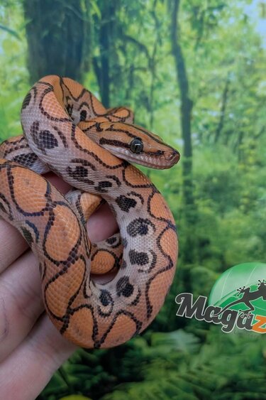 Magazoo Baby Hypo Brezilian rainbow boa