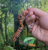 Magazoo Boa arc-en-ciel Brésilien Hypo bébé