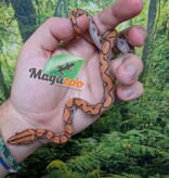 Magazoo Boa arc-en-ciel Brésilien Hypo bébé