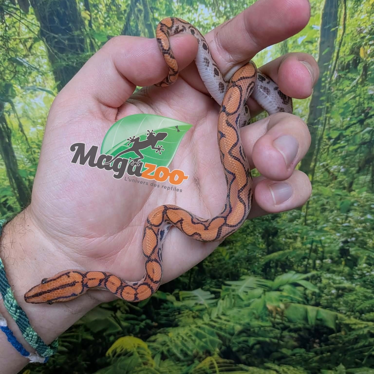 Magazoo Baby Hypo Brezilian rainbow boa