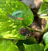 Magazoo Anthony's poison arrow frog - Epipedobates anthonyi 'Ankas' -