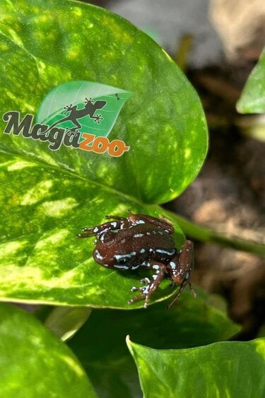 Magazoo Anthony's poison arrow frog - Epipedobates anthonyi 'Ankas' -