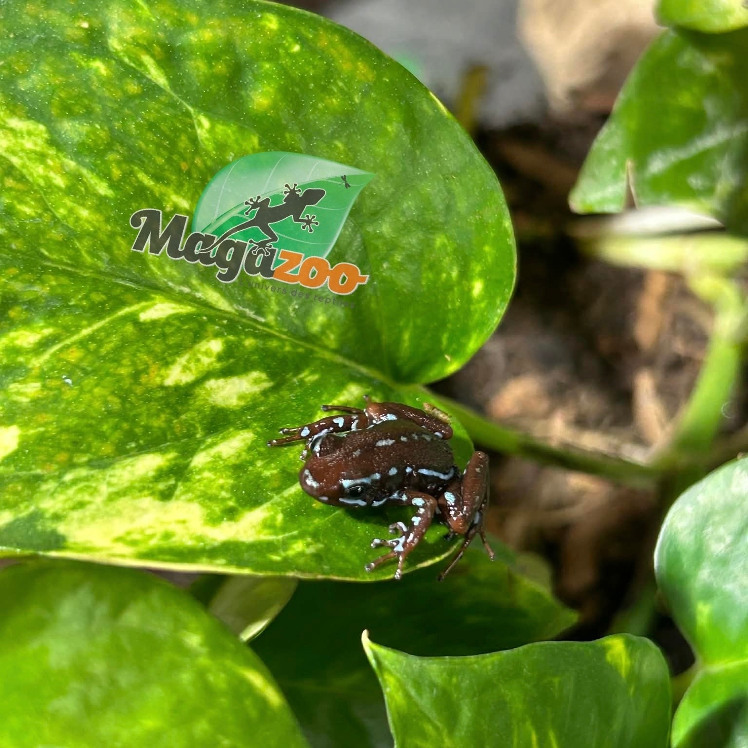 Magazoo Anthony's poison arrow frog - Epipedobates anthonyi 'Ankas' -