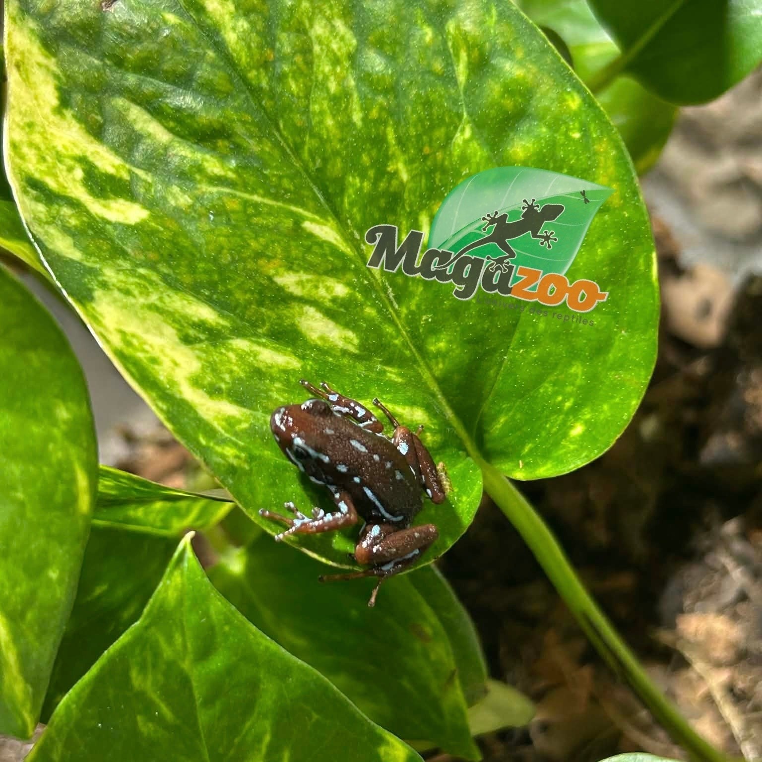 Magazoo Grenouille poison - Epipedobates anthonyi 'Ankas' -