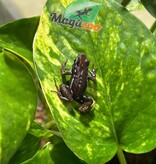 Magazoo Anthony's poison arrow frog - Epipedobates anthonyi 'Ankas' -