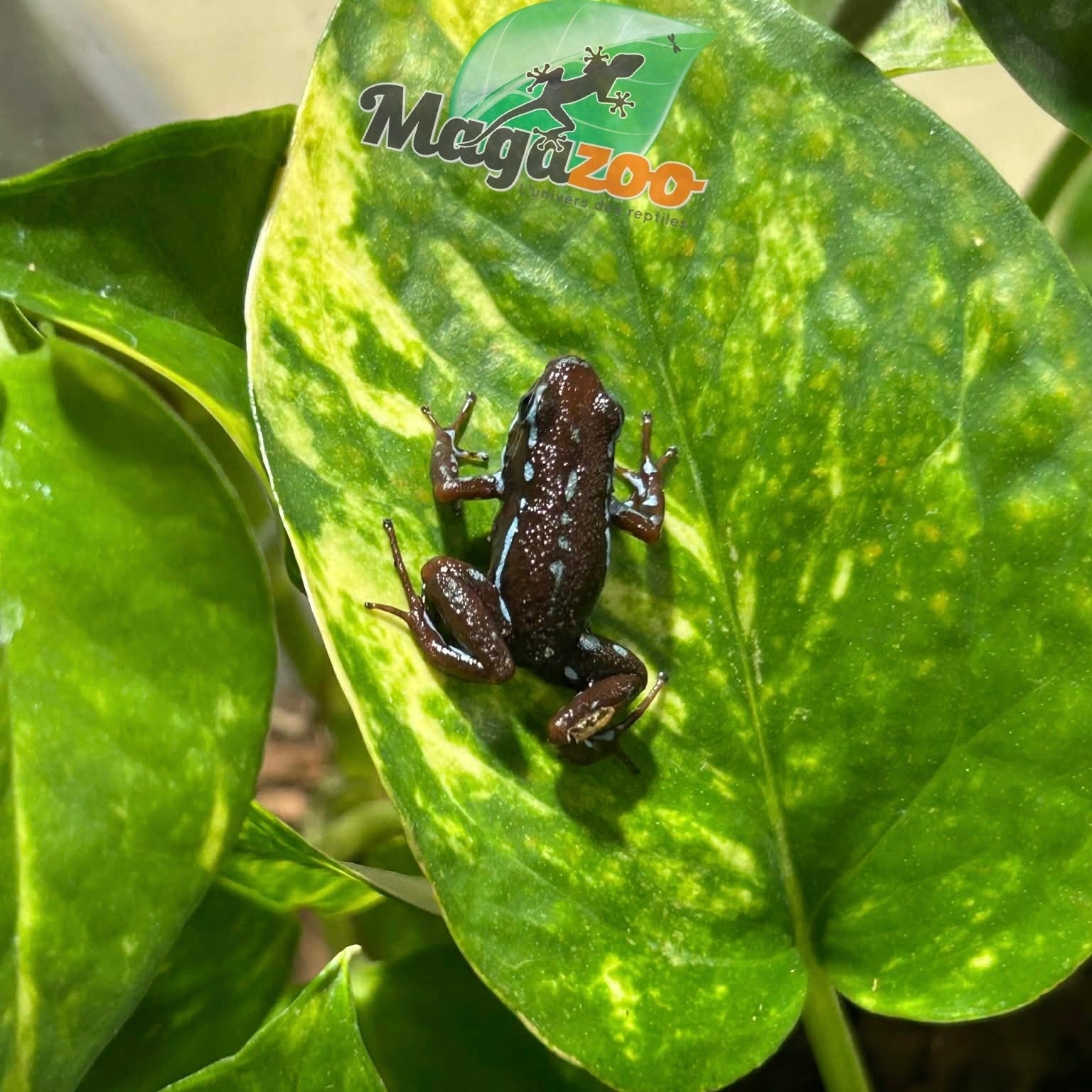 Magazoo Grenouille poison - Epipedobates anthonyi 'Ankas' -