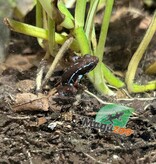 Magazoo Anthony's poison arrow frog - Epipedobates anthonyi 'Ankas' -