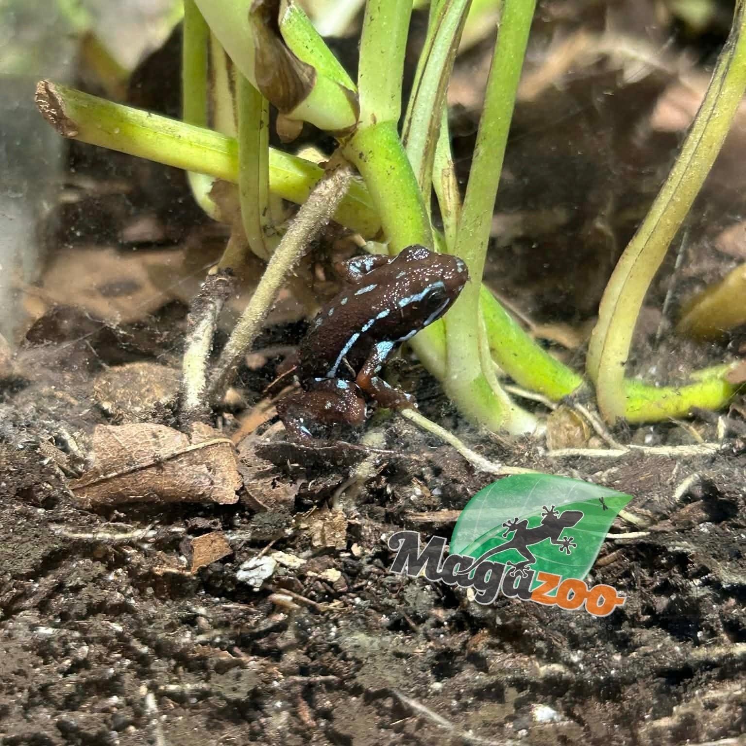Magazoo Anthony's poison arrow frog - Epipedobates anthonyi 'Ankas' -